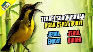 Download Lagu 100% PASTI NYAUT‼️ Terapi Sogon Bahan Agar Cepat Bunyi Gacor MP3