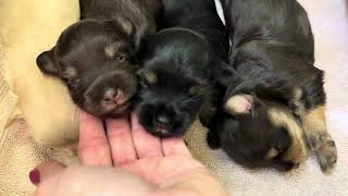 Copper Star Ranch Miniature Schnauzer puppies, Mia x Chapo litter, 2 wks old, 4/6/24