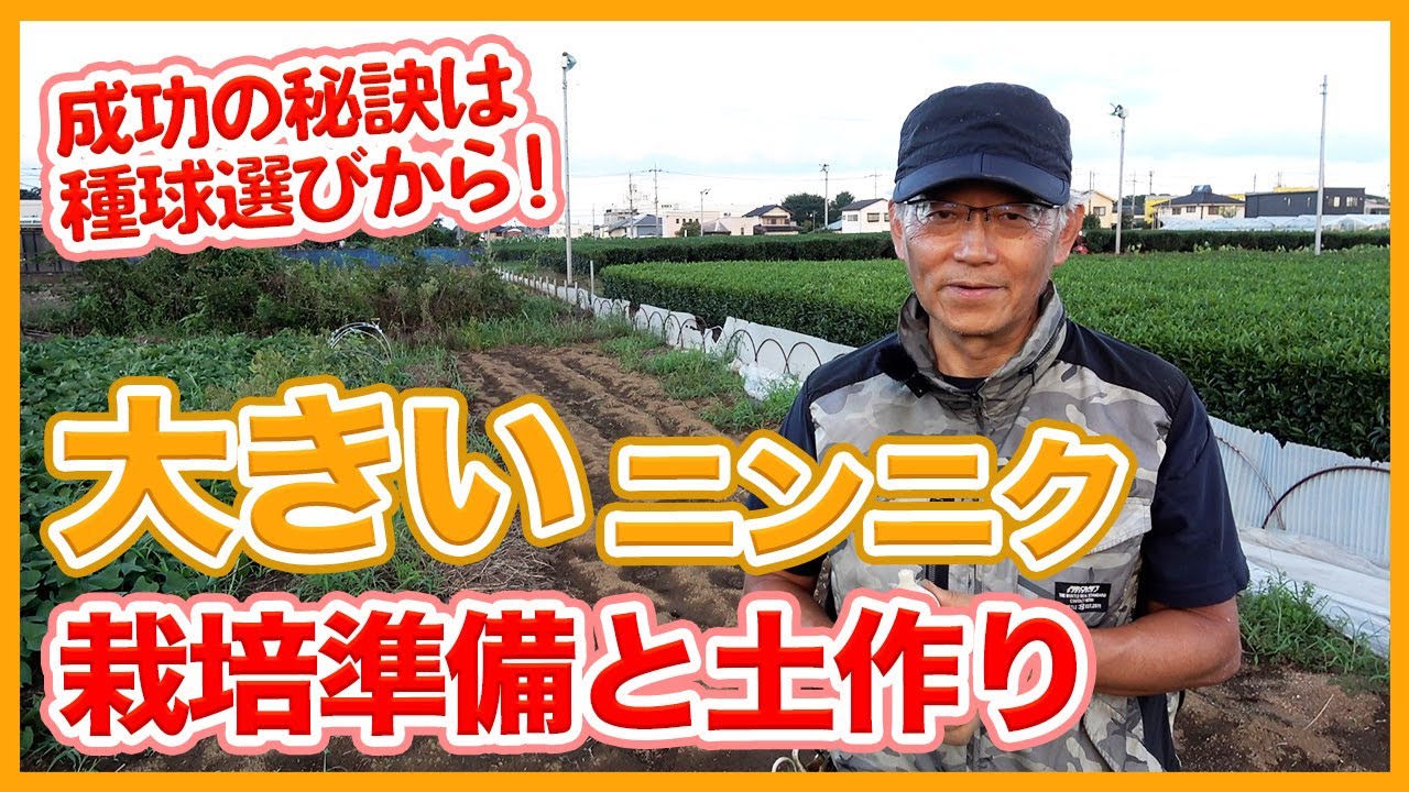 家庭菜園や農園で大人気なニンニク栽培！成功の秘訣は種球選び！ニンニク栽培準備と土作りを徹底解説！/Tips for growing big garlic from a Japanese farmer.