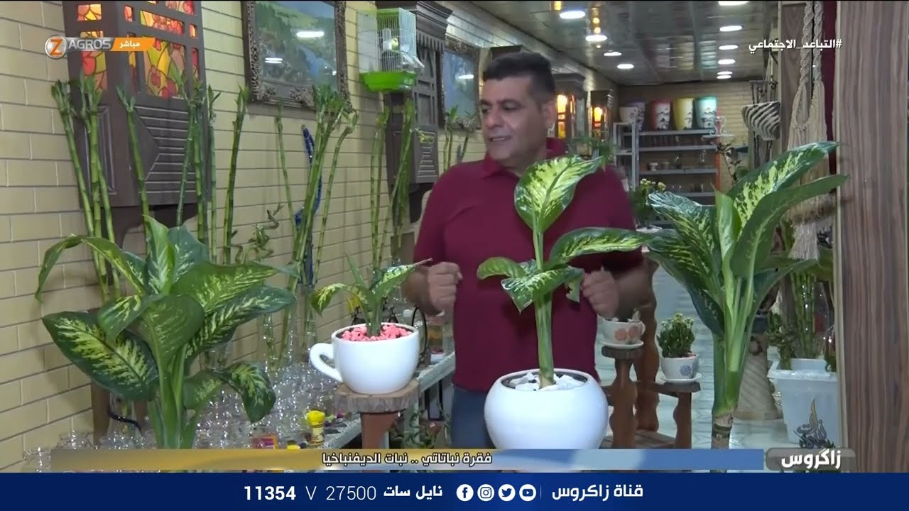 نباتاتي .. معلومات هامة عن نبتة الديفنباخيا - وهل هي فعلاً سبب للإضرار بصحةِ الإنسان؟ / نسمات زاكروس