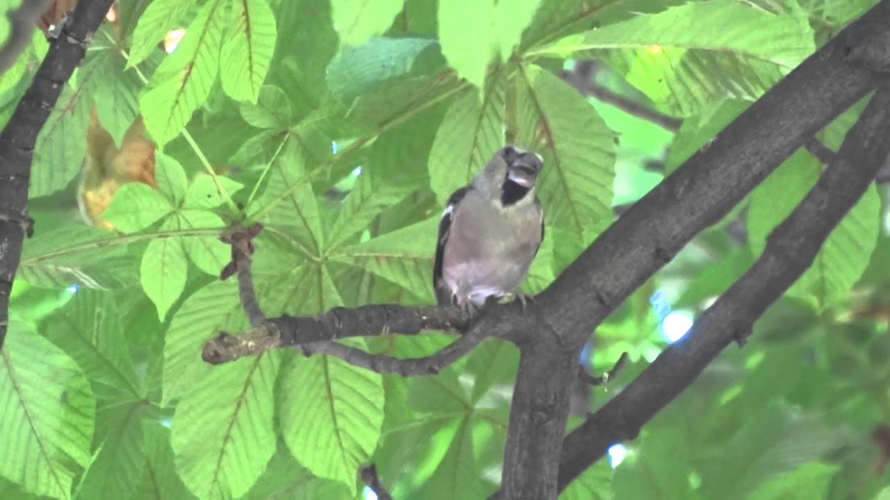 Picogordo (Coccothraustes coccothraustes)
