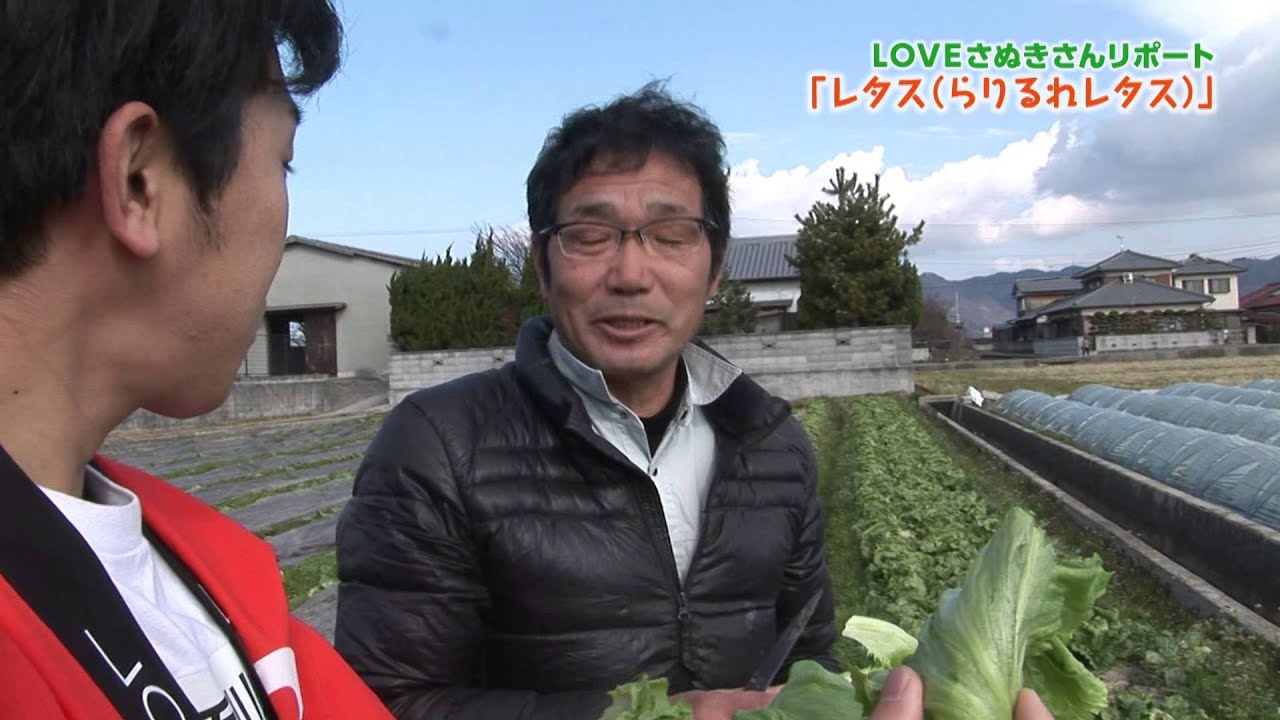 第29回 レタス らりるれレタス Loveさぬきさんリポート Youtube 第29回 レタス らりるれレタス Loveさぬきさんリポート Youtube