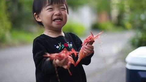 Shrimping Spot Prawns Puget Sound 2020.06