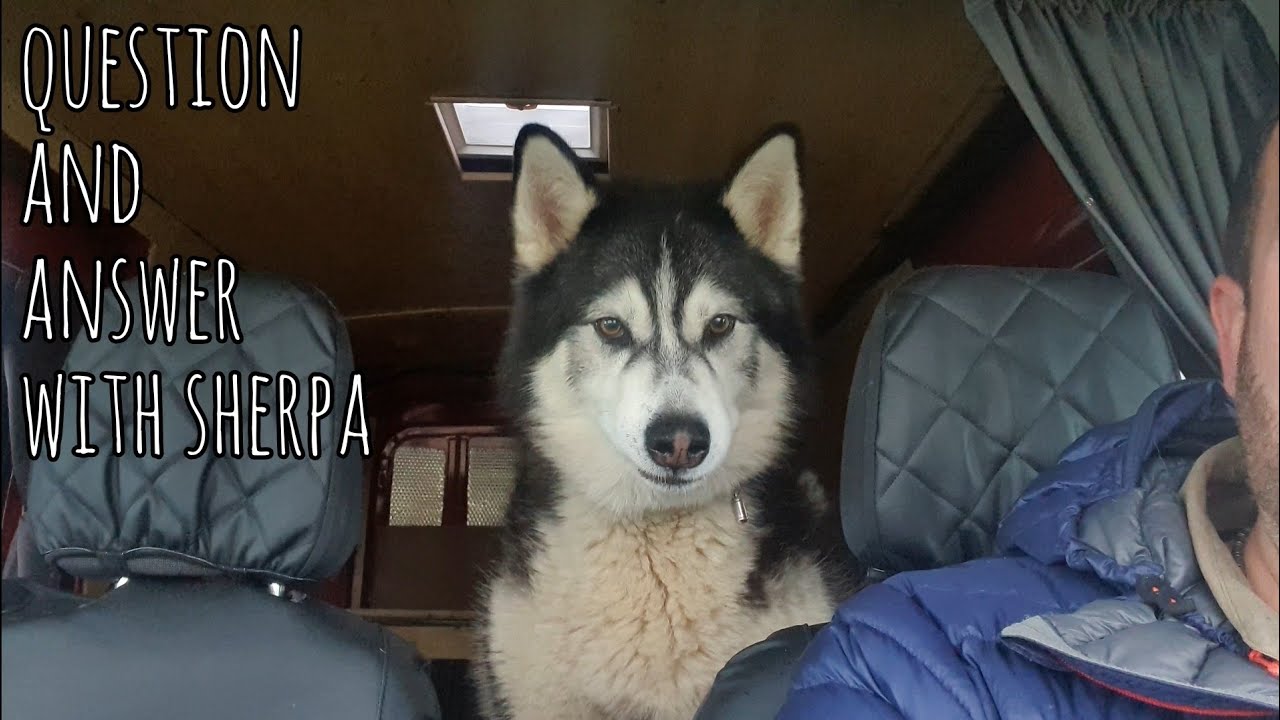 Question and Answer time with Sherpa the Malamute YouTube
