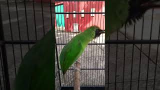Download Cucak Ijo Nembak Cililin !!! Kapas Tembak Ngentrok Jambul By Oxibird Video MP3 Cucak Ijo Nembak Cililin !!! Kapas Tembak Ngentrok Jambul By Oxibird