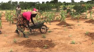 Plantés des arbres pour Tree Nation