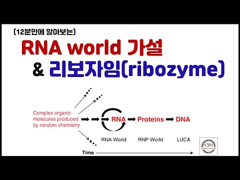 [거대분자] 3.30 핵산 - RNA world 가설 & 리보자임(ribozyme)