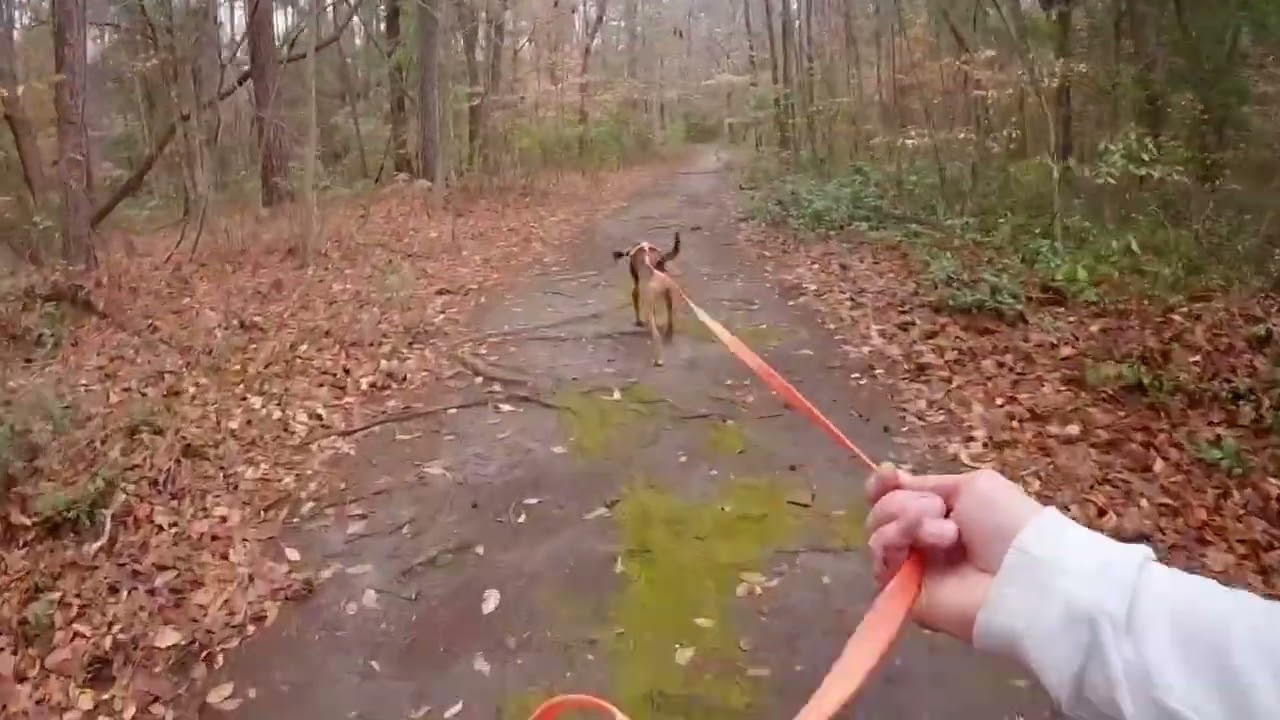 #151 MAR K9 John Henry Semi-blind w/Break TD: Prim TDH: Shepherd