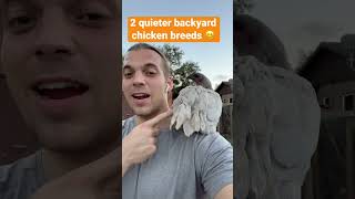 Quiet Backyard Chicken Breeds? #backyardchickens #chickens #shorts