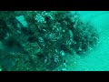 Last Lionfish Hunt of 2017