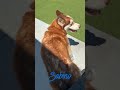 Sabino (MR26-326) video
