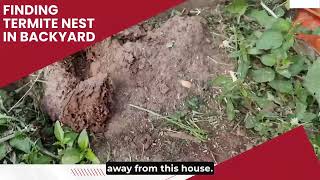 How to find Signs of Termites around your Home