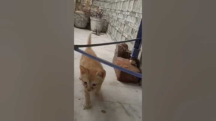 Watch the video about Cute tabby cat #catsoftiktok #cutecat #kitten #cutepet #catshorts #cuteanimals #cute #persiancat