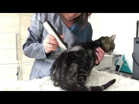 Video: Anaalklierkanker Bij Katten Cat
