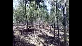 Tree planting in rural Kenya