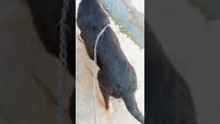 Picha Kar Liya Jarman Dog