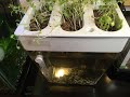 Back to the Roots Water Garden Aquarium: Aquaponics for your Kitchen Counter