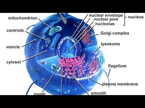 Cell And Cellular Organization In Kannada Class 7 Youtube