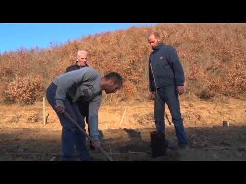 Video: Si Të Mbillni Astilba Në Tokë Të Hapur