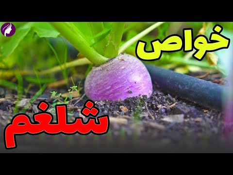 خواص شلغم معرفی 8 خاصیت شلغم برای سلامتی عوارض شلغم که هنوز نمیدانید