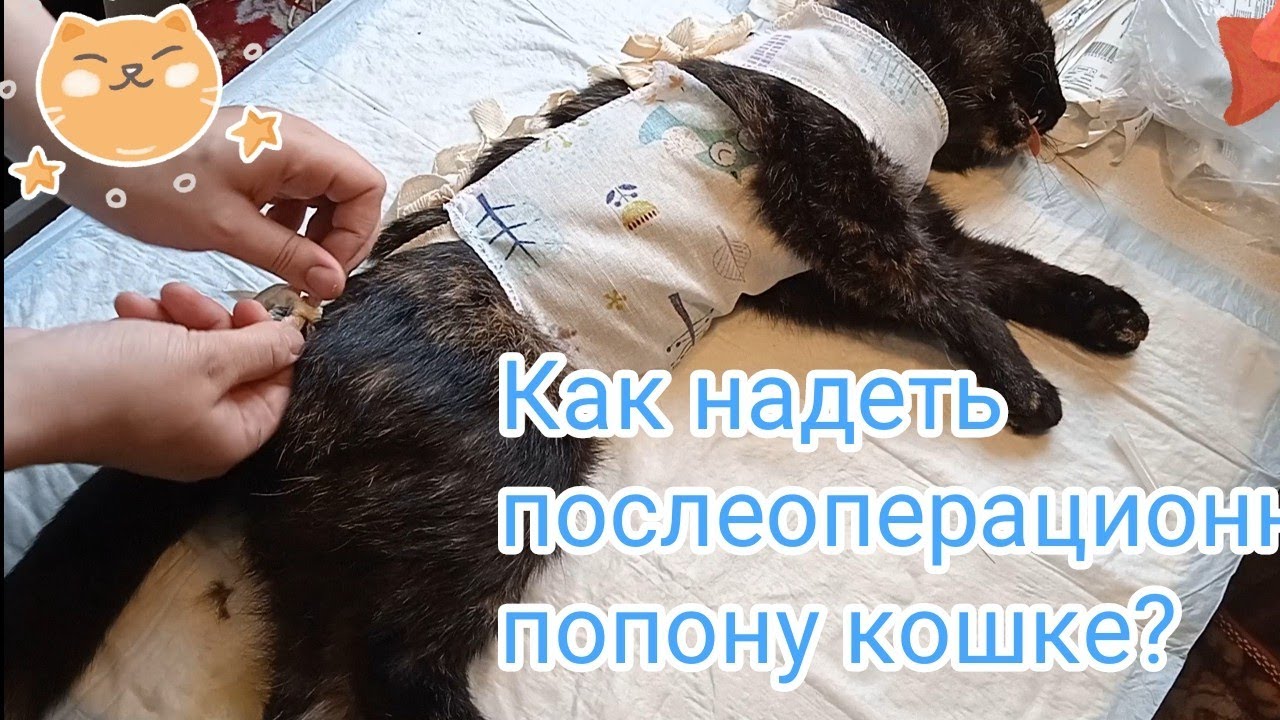 Когда можно снять попону кошке после стерилизации. Надеть попону на кошку. Попона бандаж для кошки после стерилизации. Надеваем кошке послеоперационную попону. Завязать попону кошке.