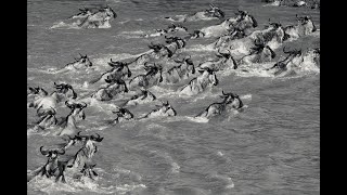 SERENGETI SAFARI ONE DAY AT A TIME