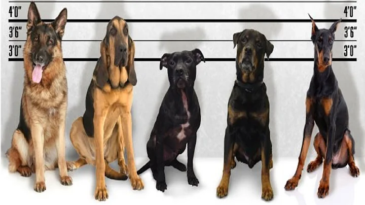Is breed specific legislation justified? (are some breeds more aggressive?) - Dog Science Explained - DayDayNews