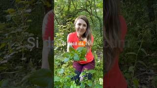 Roinița (Melissa officinalis) – Planta bucuriei pentru stres, somn și digestie