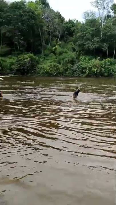 Mandi Bersama Cewek - Cewek  Cantik Desa Suku Dayak Pedalaman Kalimantan