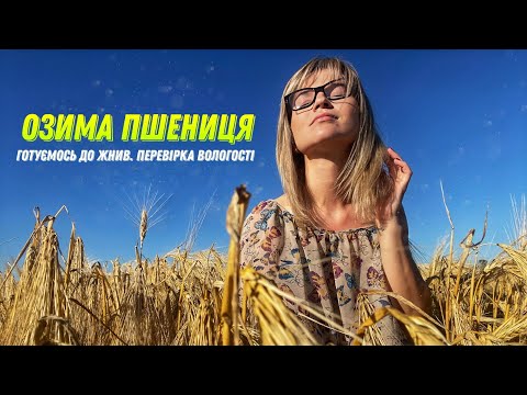 Озима пшениця🌾: Перевірка