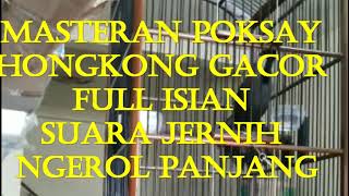 MASTERAN POKSAY HONGKONG GACOR FULL ISIAN NEMBAK DAN NGEROL PANJANG SUARA KRISTAL DAN TAJAM