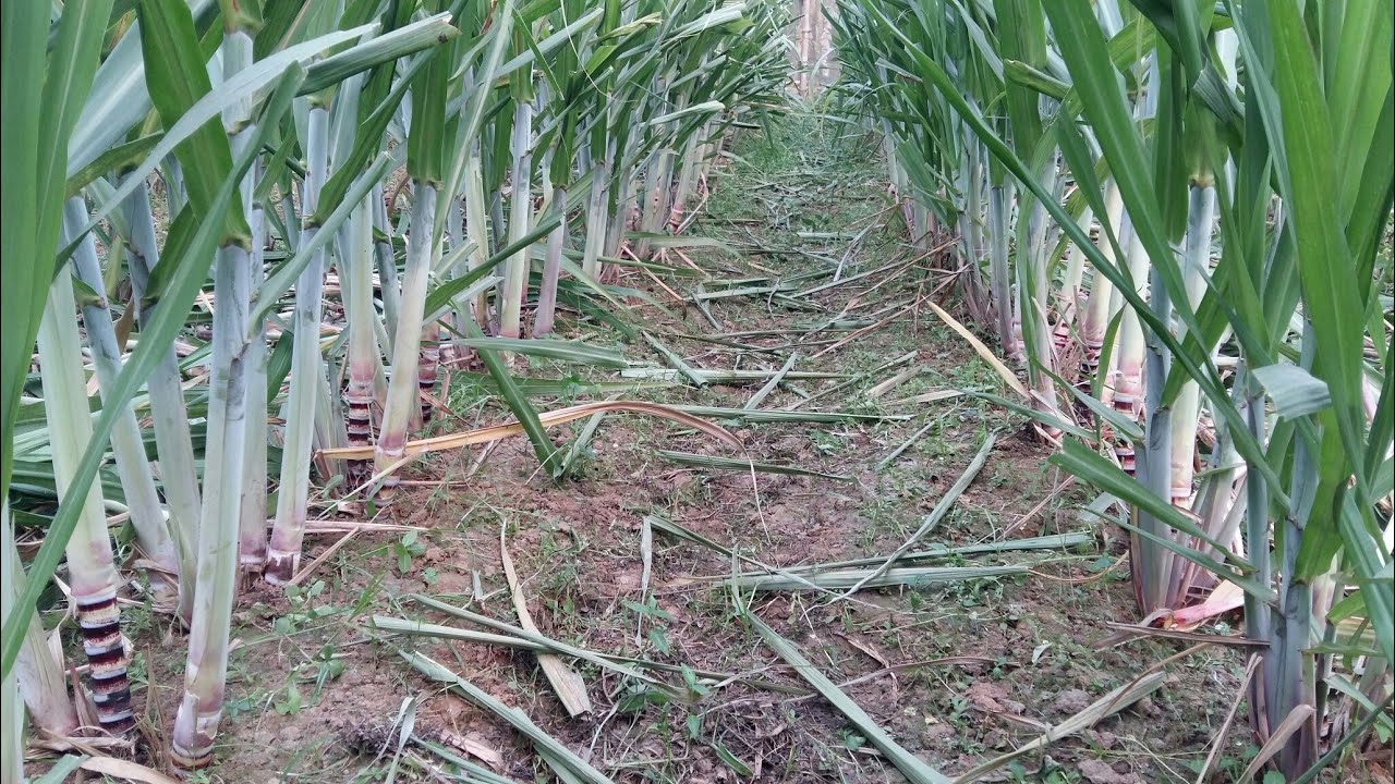 আখের পাতা পরিষ্কার করার সহজ পদ্ধতি। ফিলিপাইন আখ