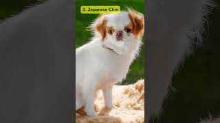 7 Jenis Anjing yang Jarang Menggonggong / 7 Types of Dogs that Rarely Bark