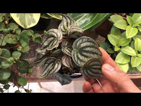 Video: Typen En Teelt Van Ampelachtige Peperomia (Peperomia)