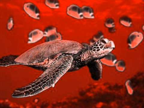 Far From Turtle Bob James Drum Cover