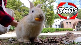 VR 360° | Baby rabbit, it seems that the first carrot I ate was too delicious. screenshot 3
