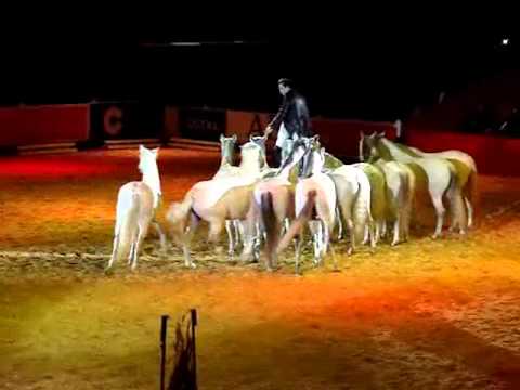 salon internacional del caballo sal 243 n internacional del caballo espect 225 culo sicab 2014 salon internacional del caballo sal 243 n internacional del caballo espect 225 culo sicab 2014