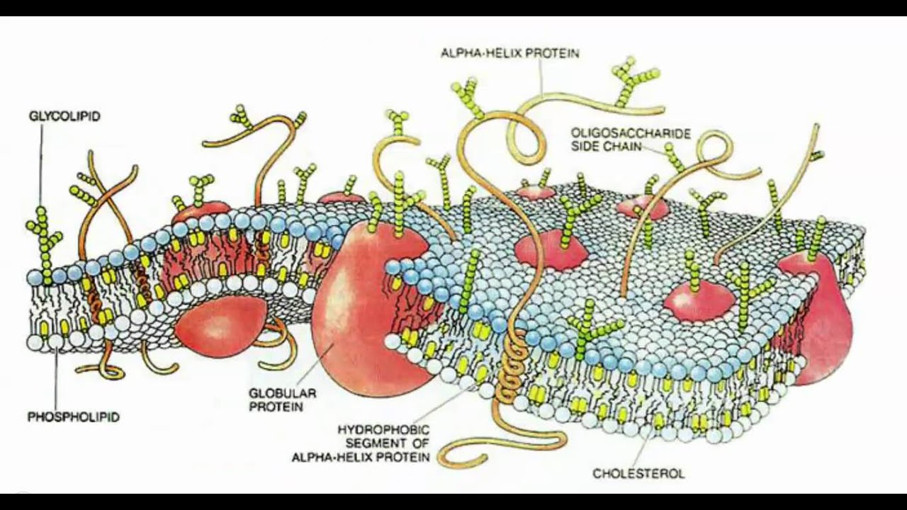 жидкостно мозаичная модель мембраны предложена. модель мембраны сингера николсона. модель мембраны зингера - николсона. жидко мозаичная модель плазматической мембраны. плазматическая мембрана плазмалемма.