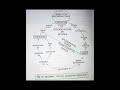 Equisetum | Life cycle of equisetum#shorts #diagram #biology