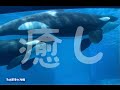 癒されてください　ステラ・アース・リン　＠名古屋港水族館　　3/29