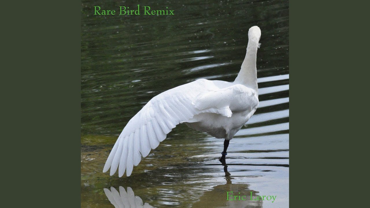 Bird remix