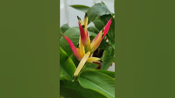 Геликония (Heliconia Hawaii) - один из самых эффектных цветущих комнатных цветов