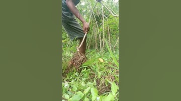 Harvesting cassava part 475 #shorts #farming #cassava #nature  #cassavaroots #cassavafarming