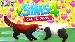Panda Love - The Sims 4: Raising YouTubers PETS - Ep 7 (Cats & Dogs) Panda Love - The Sims 4: Raising YouTubers PETS - Ep 7 (Cats & Dogs)