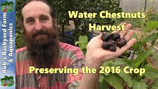Water Chestnut Harvest & Storage 2016