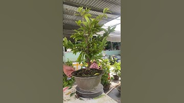 Cây Cảnh 2023 Giá 89K #shorts