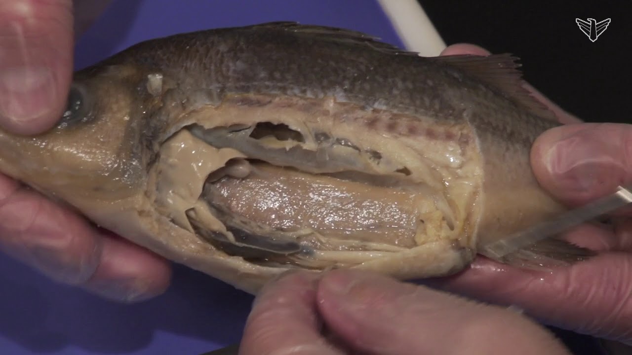 Best Perch Dissection: Part II - Internal (Jr. High, High School and