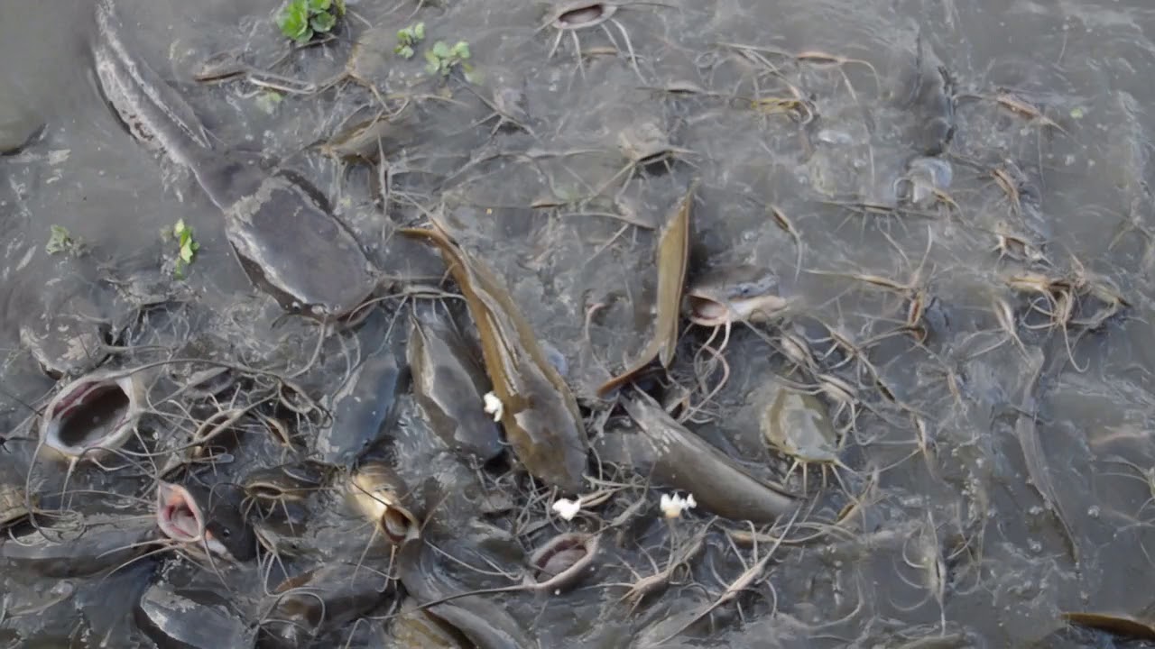 Catfish and Tilapia Feeding YouTube
