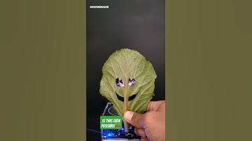 Is This even possible ⁉️ #teslacoil #teslamusic #nicolatesla #experiment