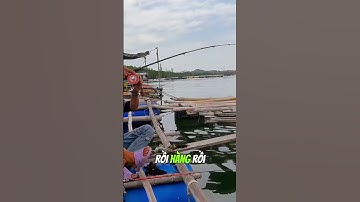 Cách Câu Cá Rìa Bông - Tập 7 | Câu Cá Biển Vũng Tàu ✅ #seafishing #fishing #youtubeshorts #shorts